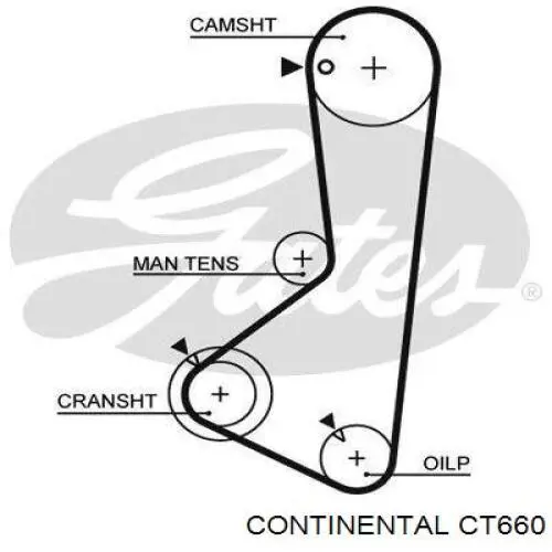 CT660 Continental/Siemens ремінь грм