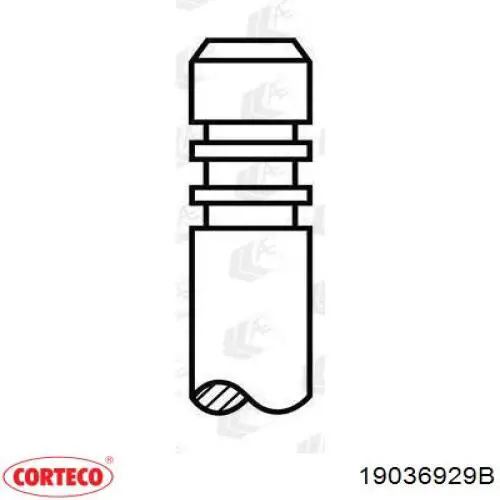 Купити 19036929B Corteco Ущільнювальне кільце, універсальне