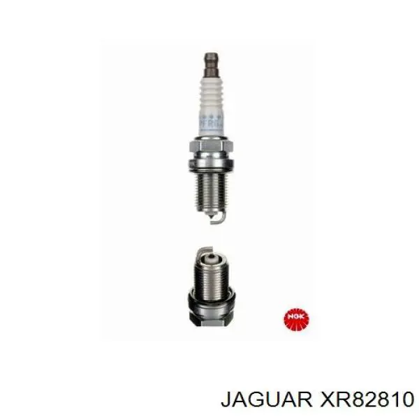  XR82810 Jaguar