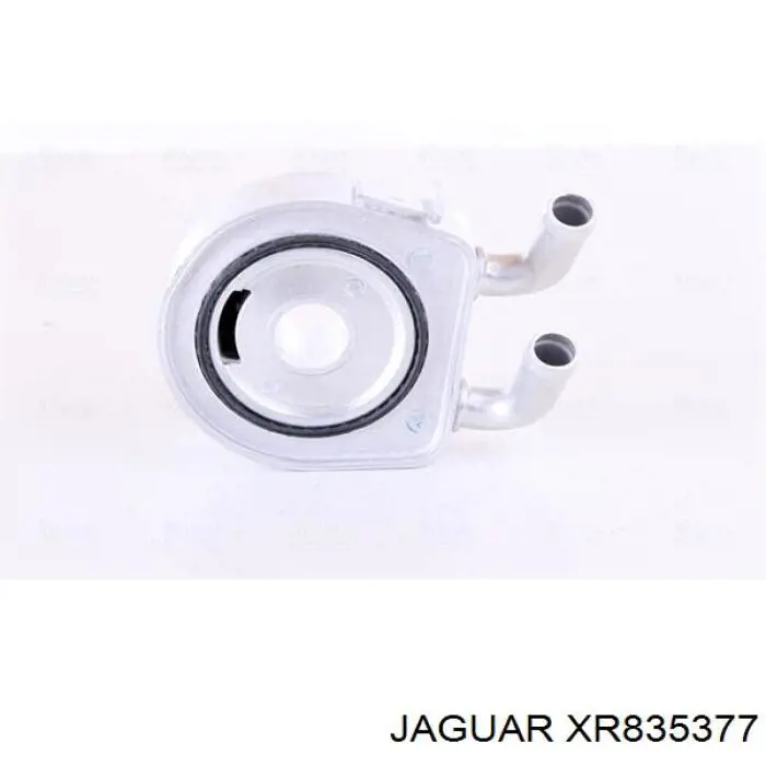 XR835377 Jaguar 