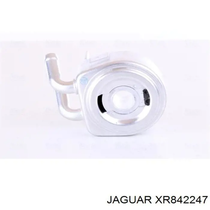 XR842247 Jaguar 