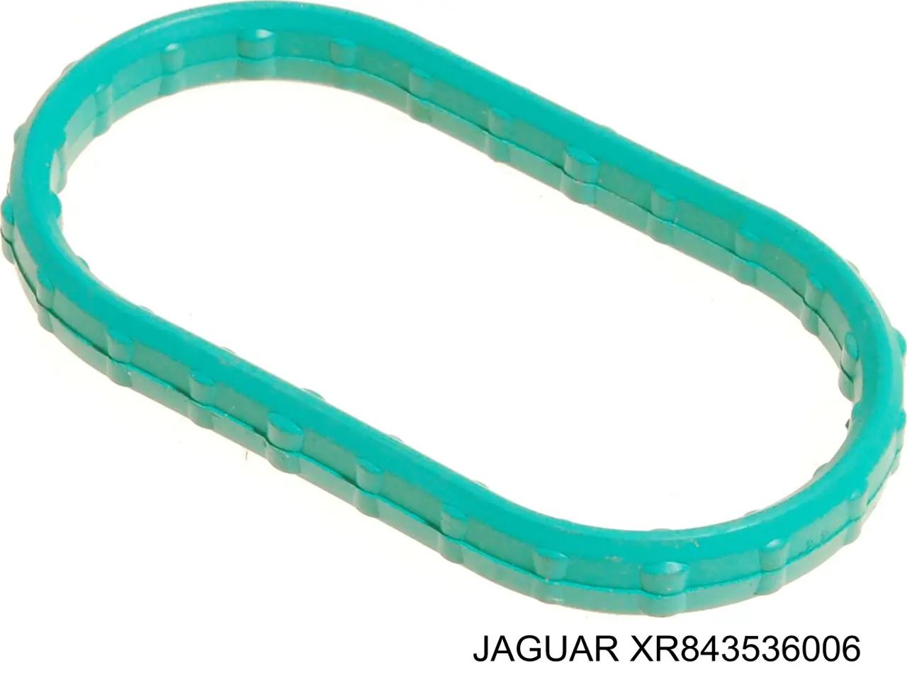  XR843536 Jaguar