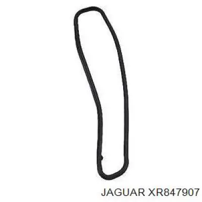  XR847907 Jaguar