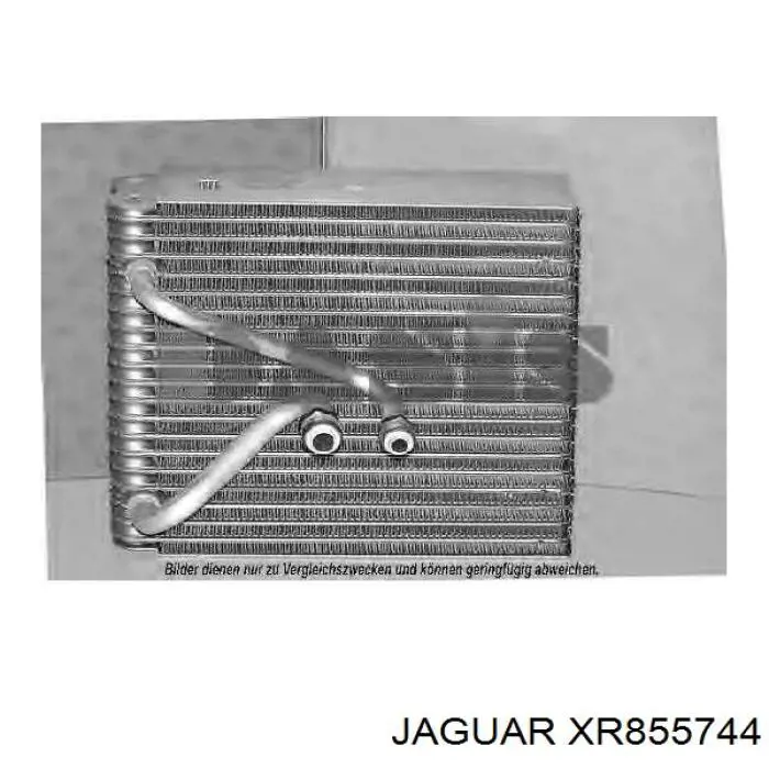  XR855744 Jaguar