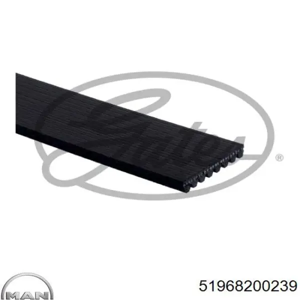 Клиновий ремінь MAN 51968200239 ціна, від 13.37 USD