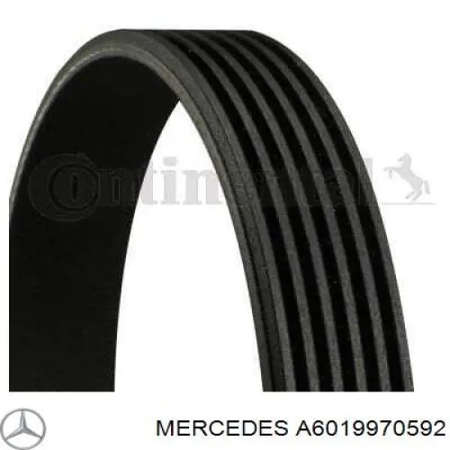 Купити A6019970592 Mercedes Ремінь генератора