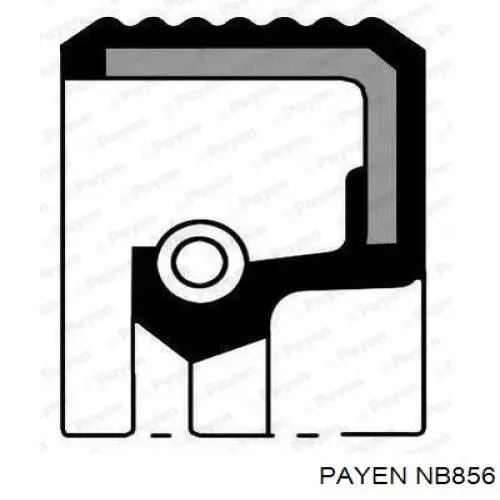 Сальник колінвала двигуна, передній NB856 Payen