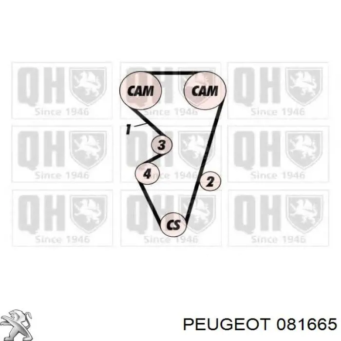 081665 Peugeot/Citroen ремінь грм
