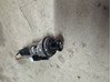 Прикуриватель Honda Civic VIII