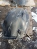 Підкрилок переднього крила, правий задній A1648841022 MERCEDES