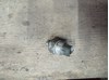 Датчик тиску масла двигуна Субару Легасі