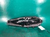 Ручка двери наружная ford fusion 14- DS7Z-5422405-AAPTM