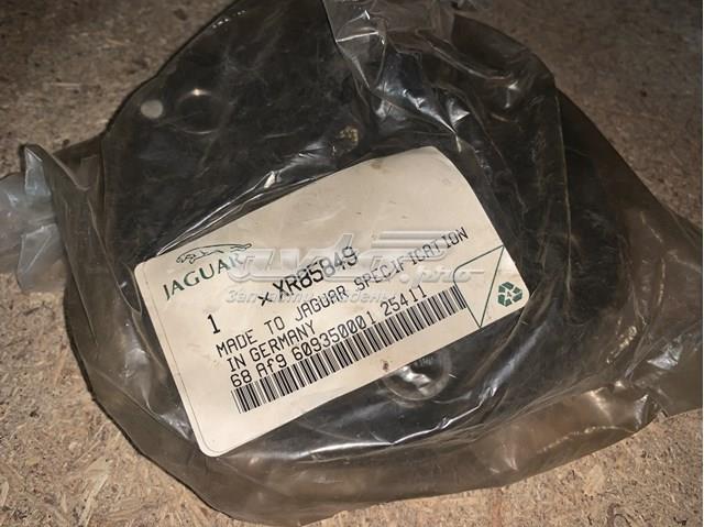 XR815966 Jaguar 