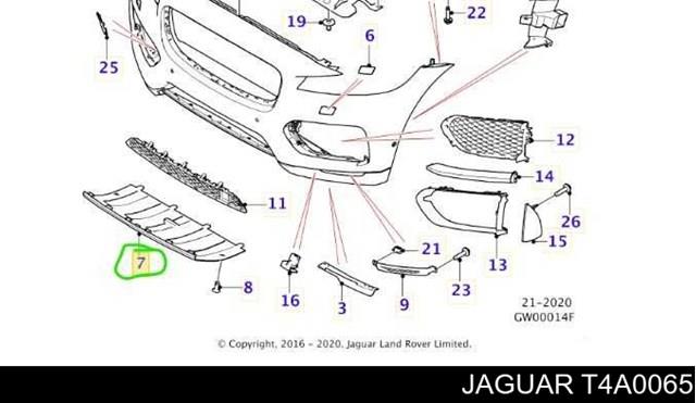  T4A0065 Jaguar