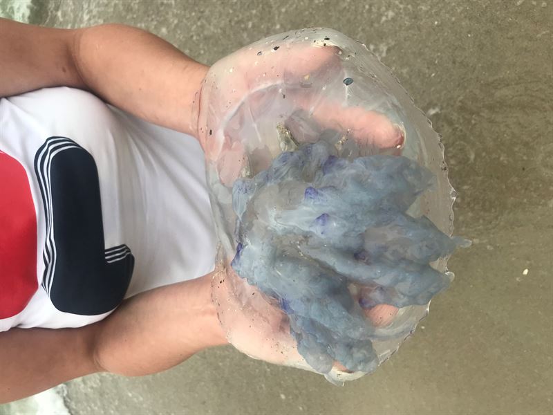 AUDI A6 C5 седан (4B2, 4B4) (1997 - 2005) Авторозборка AUDI A6 C5 седан (4B2, 4B4) (1997 - 2005)